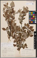 Foto von Salix aurita L. x Salix caprea L. x Salix repens L.